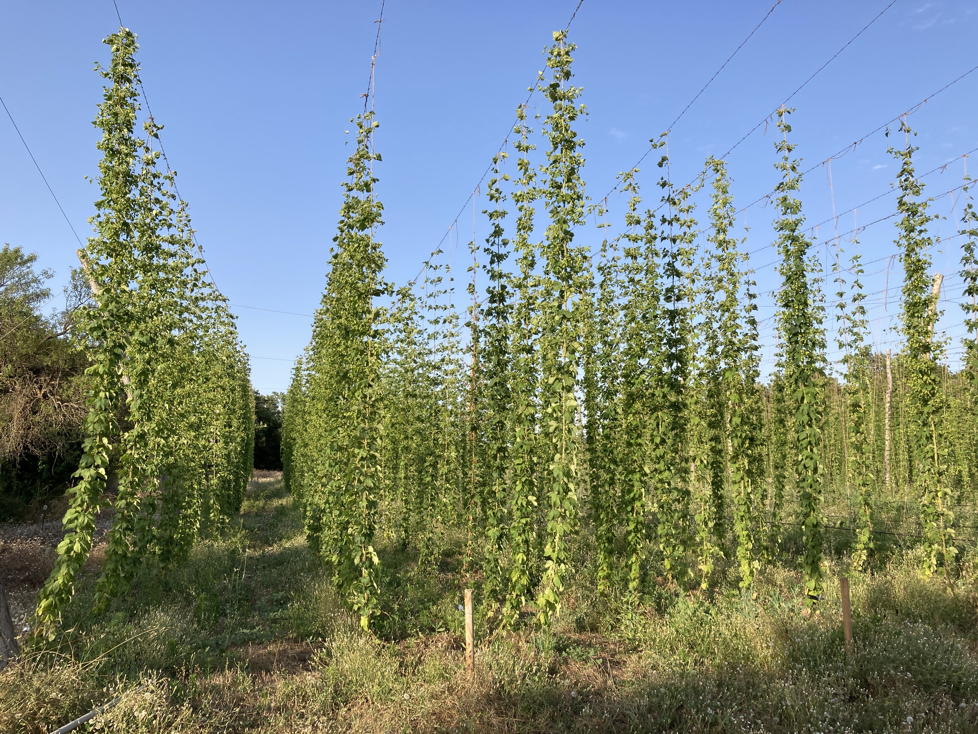 Alpha Houblon - La Bière de Provence